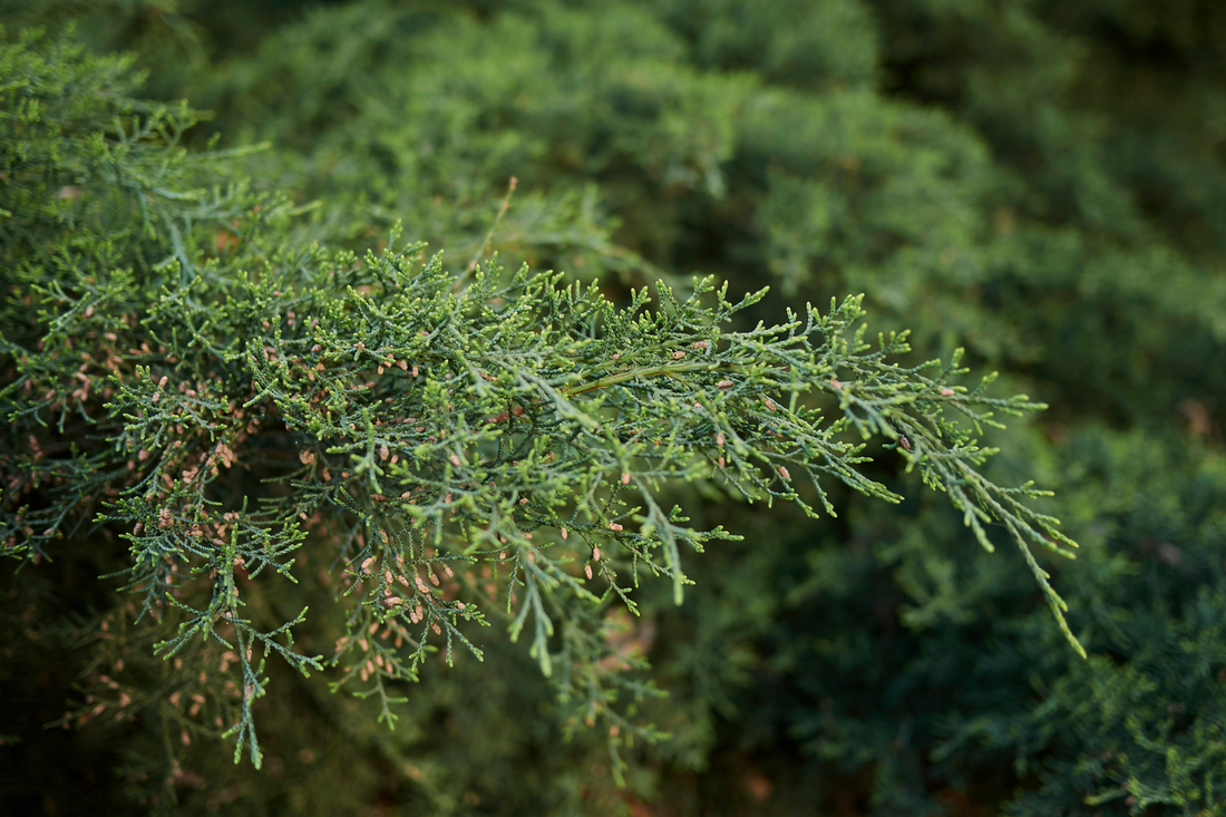 Cedarwood (Juniperus Virginiana) Essential Oil