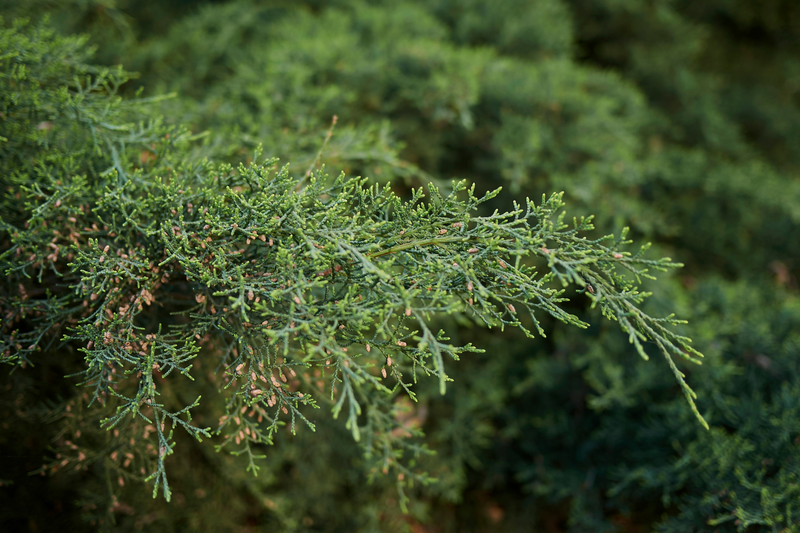 Cedarwood (Juniperus Virginiana) Essential Oil