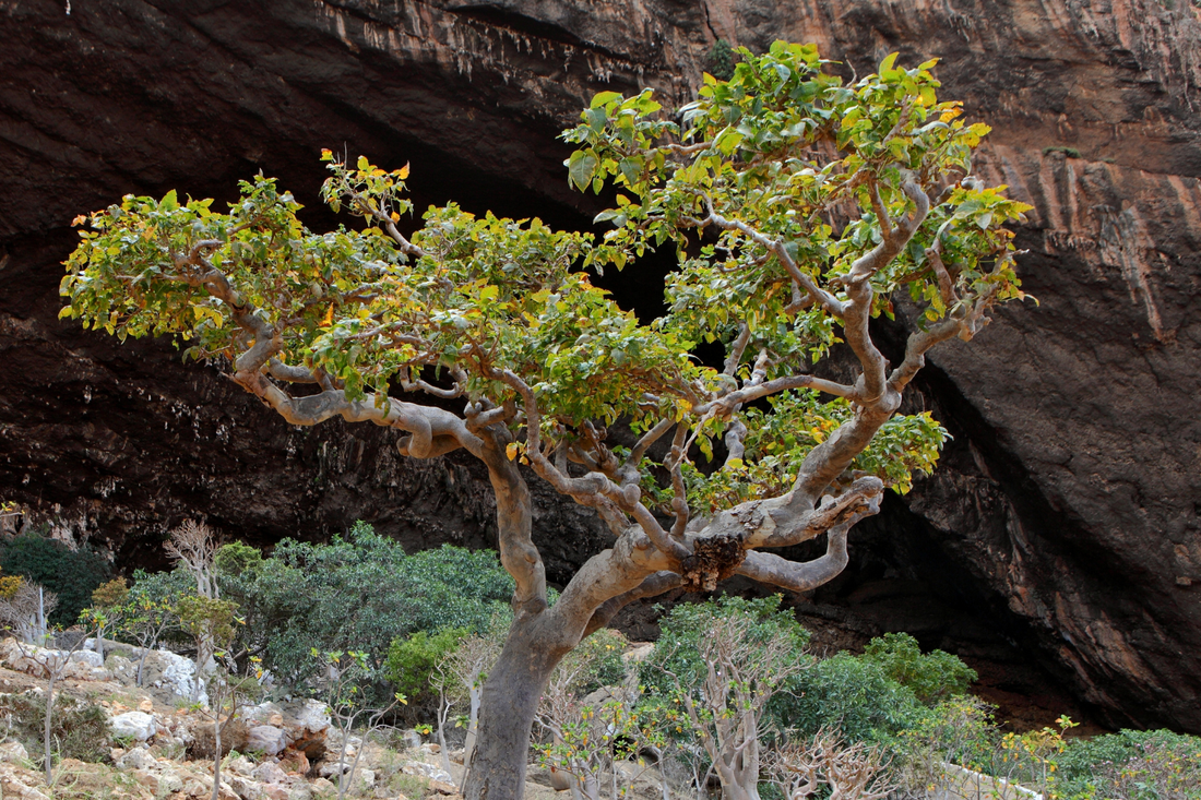 Frankincense (Boswellia Carterii) Essential Oil