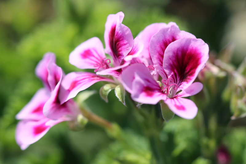 Geranium (Pelargonium Graveolens var. Roseum) Essential Oil