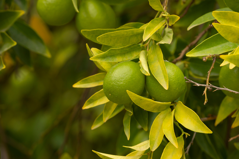 Lime (Citrus Aurantifolia) Essential Oil