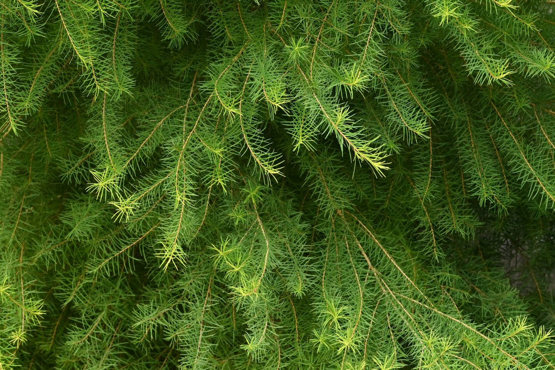 Tea Tree (Melaleuca Alternifolia) Essential Oil