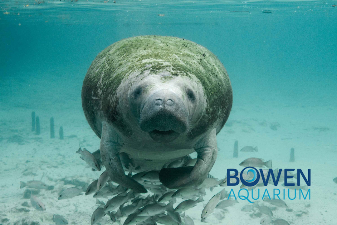 Showing Local Love: Our Commitment to Bowen Aquarium