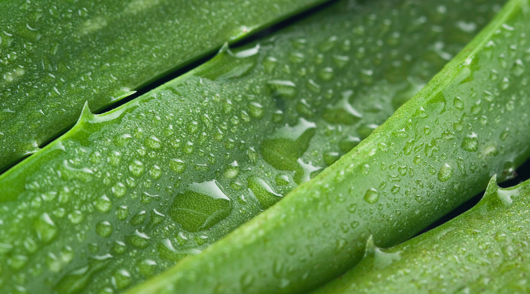 Aloe Barbadensis Leaf Juice