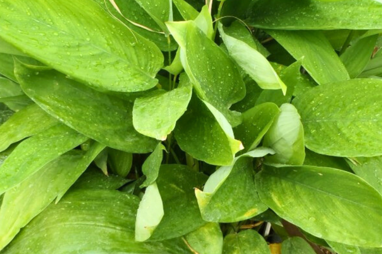Benefits of Arrowroot