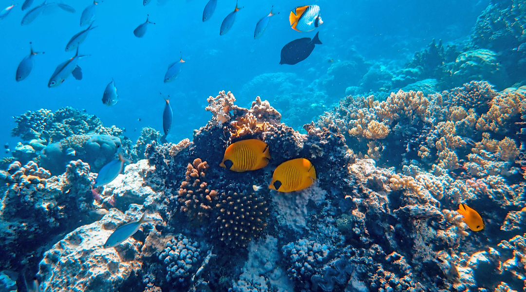 Chemical Sunscreen's Impact on the Environment