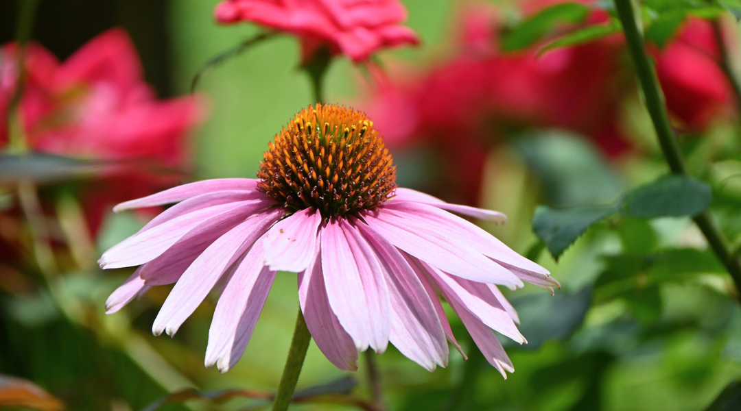 Benefits of Echinacea