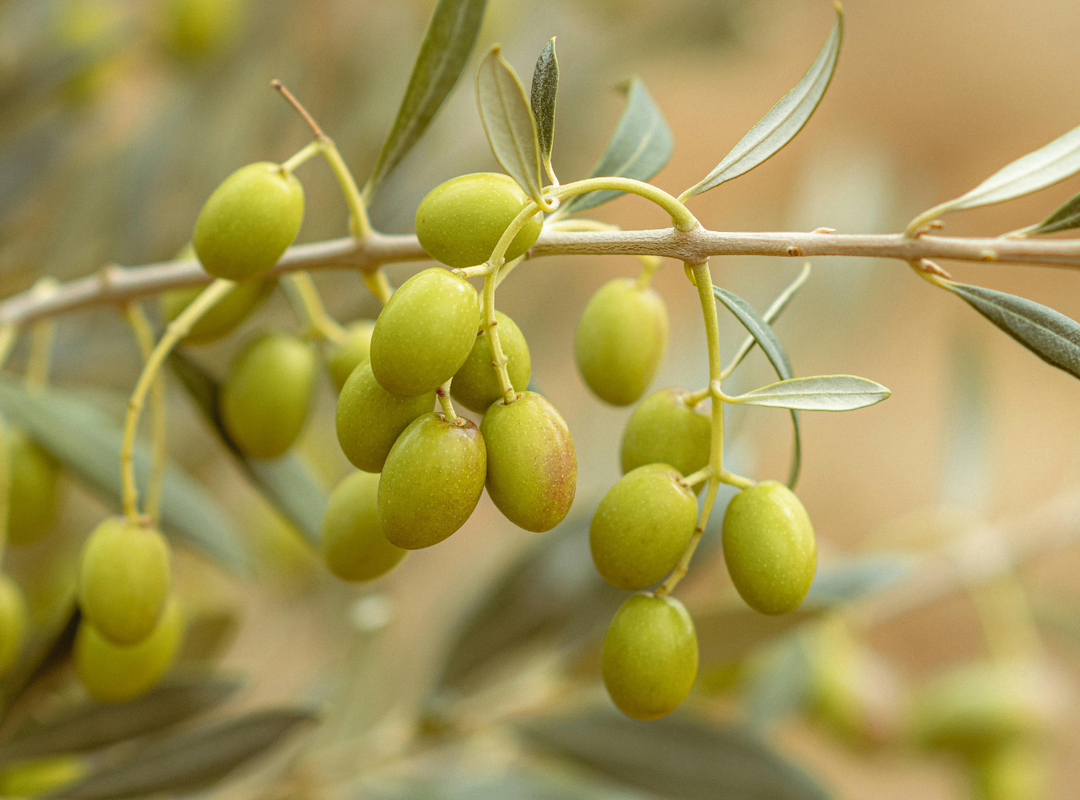 Skin Benefits of Squalane