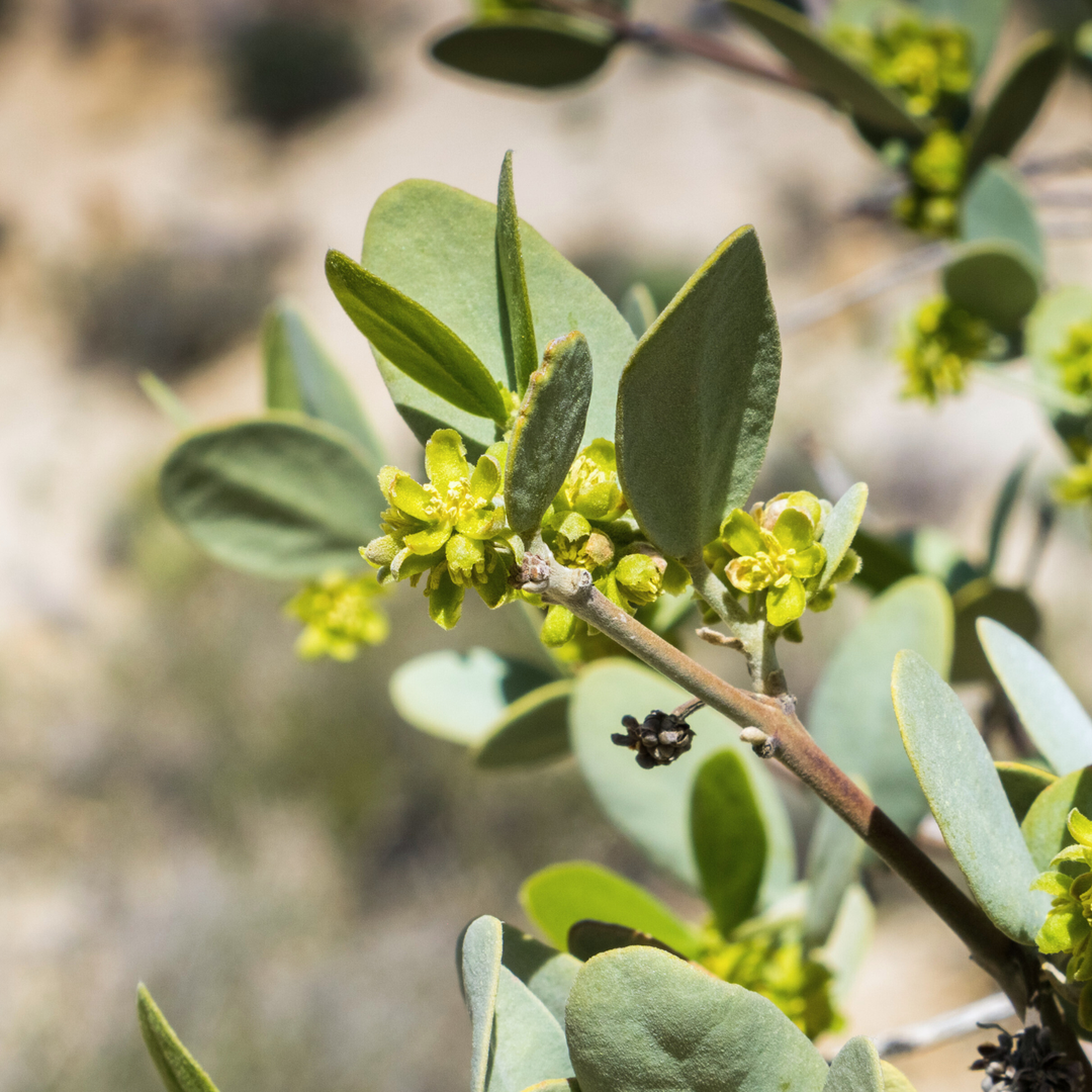The Benefits of Jojoba Oil