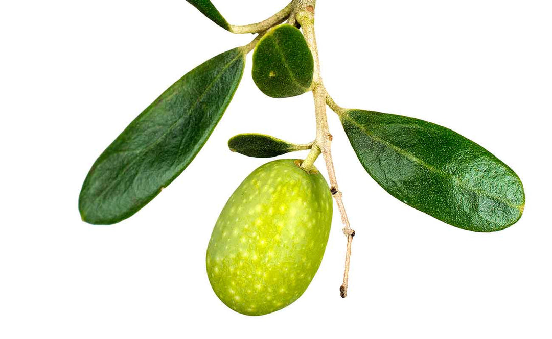 Benefits of Olive Squalane