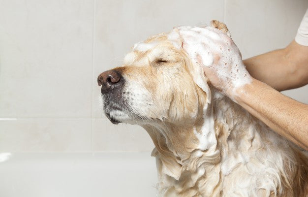 Pet-Friendly Formulas - Check!