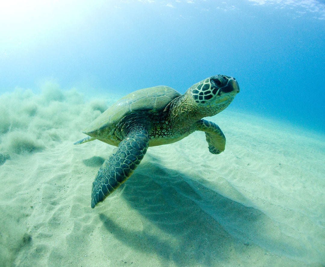 Absolutely Natural supports sea turtles…and you should too! Here’s why…