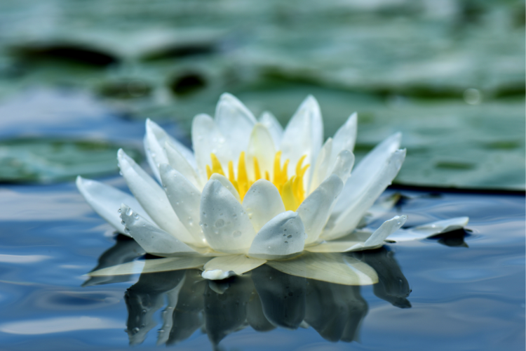 Benefits of Water Lily