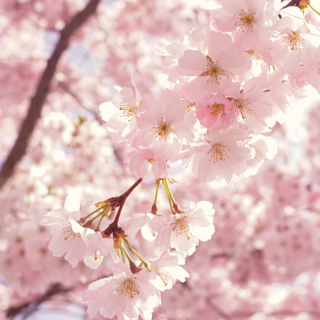 Cherry Blossom