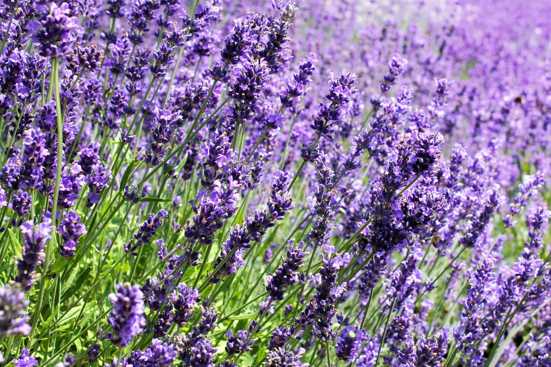 Lavender