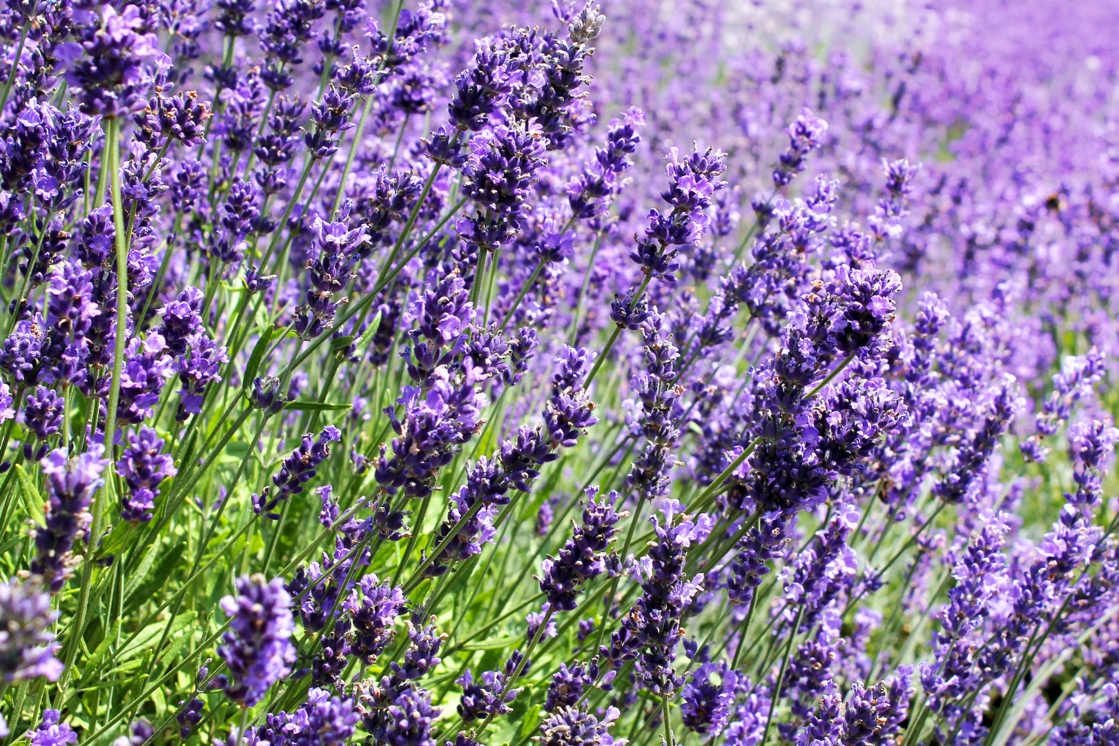 Lavender