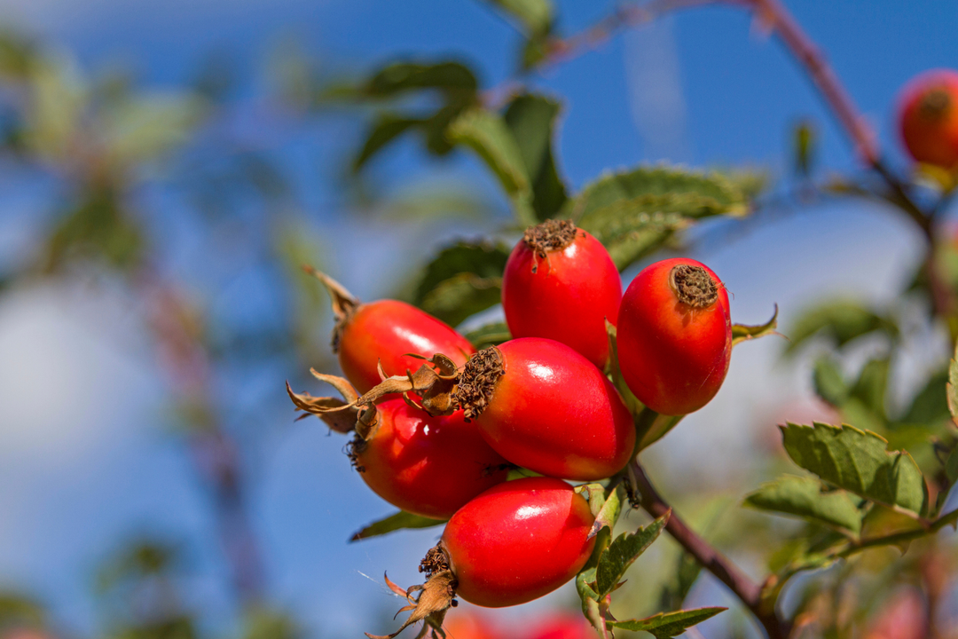 Rose Hips