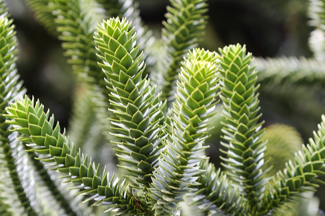 Black Spruce (Picea Mariana) Essential Oil