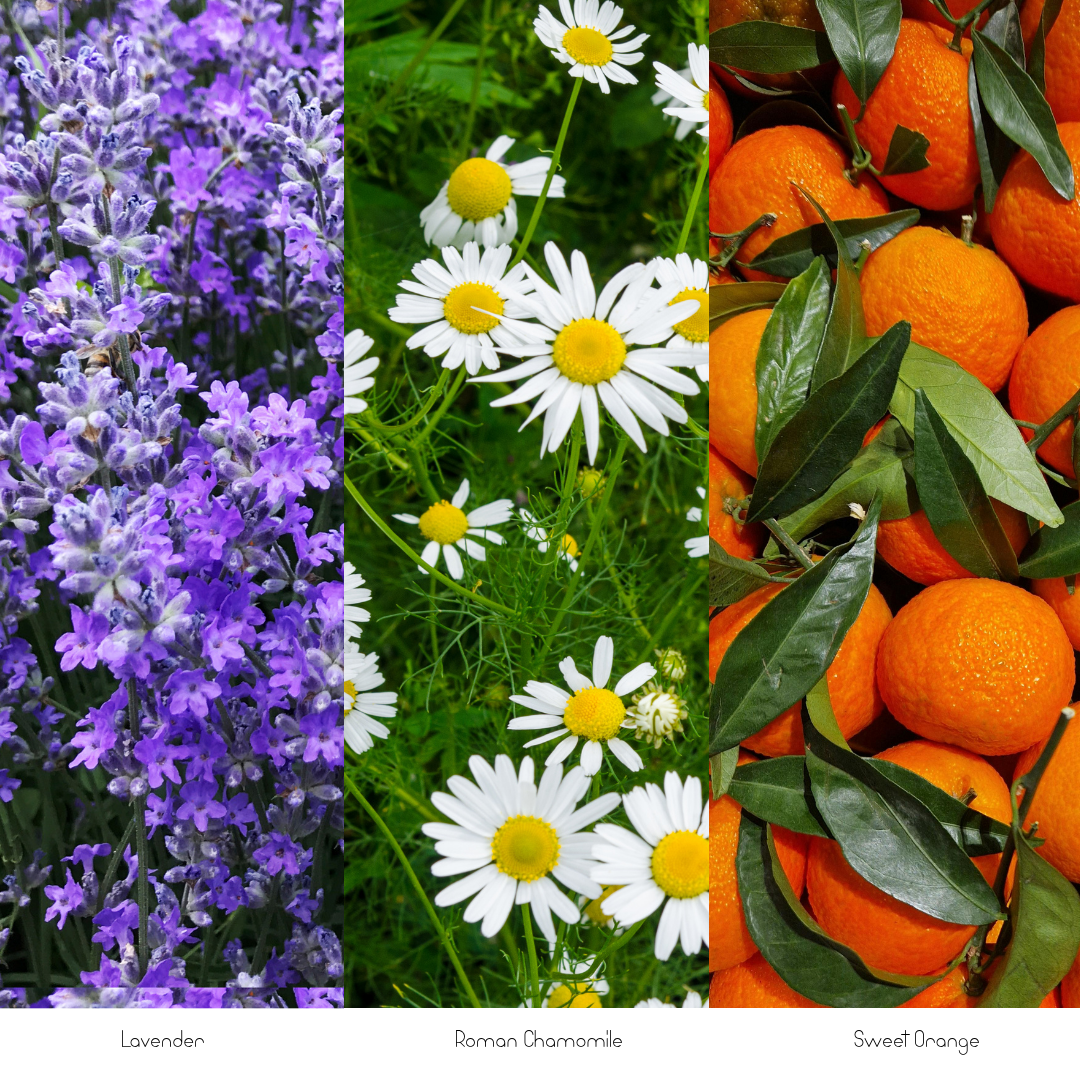 Botanical image featuring purple lavender flowers, white Roman chamomile blossoms with yellow centers, and ripe sweet oranges surrounded by green leaves.