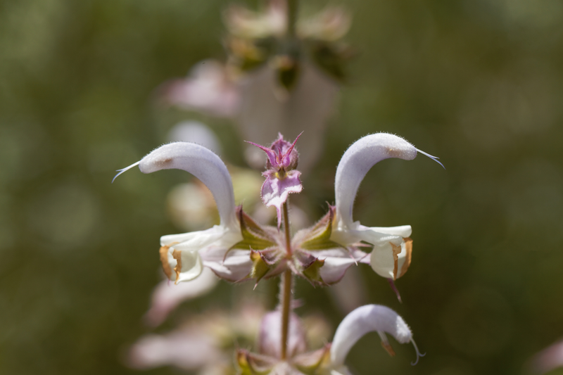 Clary Sage (Salvia Sclarea) Essential Oil