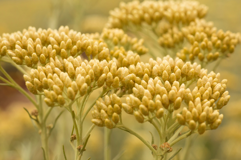 Helichrysum (Helichrysum Italicum) Essential Oil