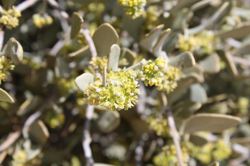 Jojoba (Simmondsia Chinensis) Seed Oil