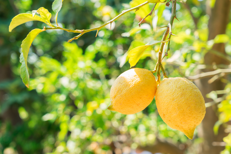 Lemon (Citrus Limon) Essential Oil