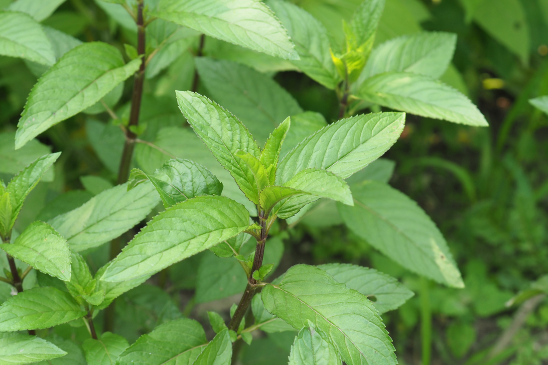 Peppermint (Mentha x Piperita) Essential Oil