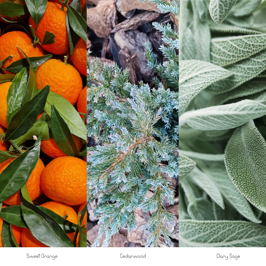 Botanical image featuring ripe sweet oranges with green leaves, cedarwood branches with blue-green evergreen foliage, and soft, silvery-green clary sage leaves.