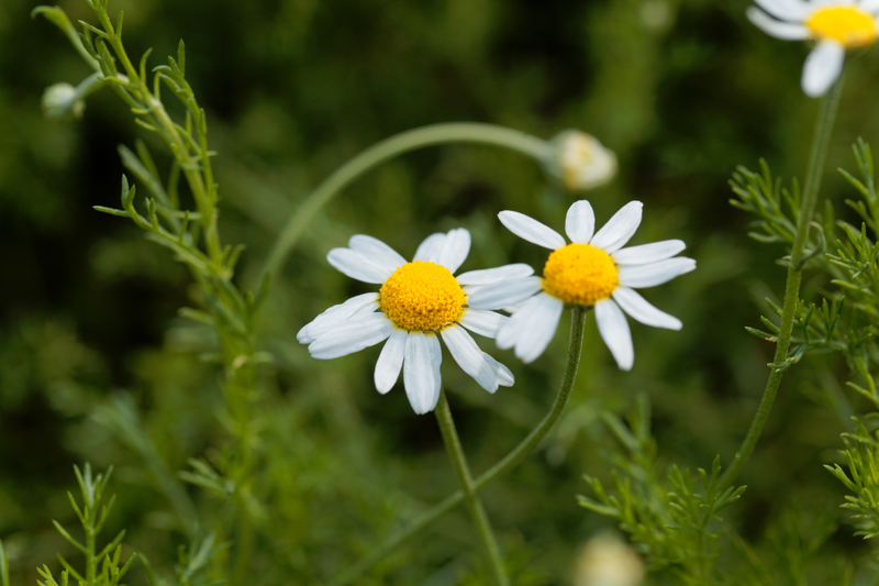 Roman Chamomile (Chamaemelum Nobile) Essential Oil