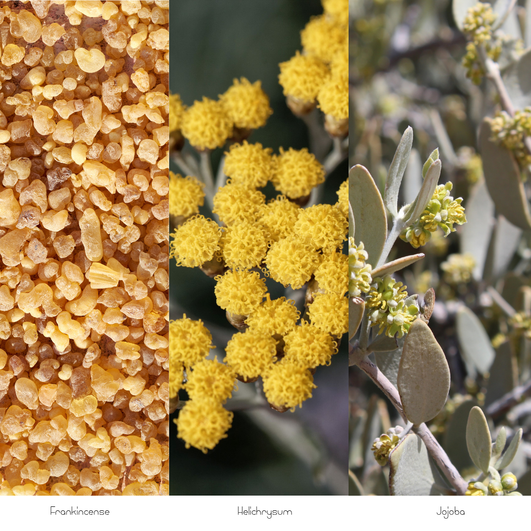 Botanical image featuring golden frankincense resin, bright yellow helichrysum flowers, and jojoba branches with silvery-green leaves and small flower buds.
