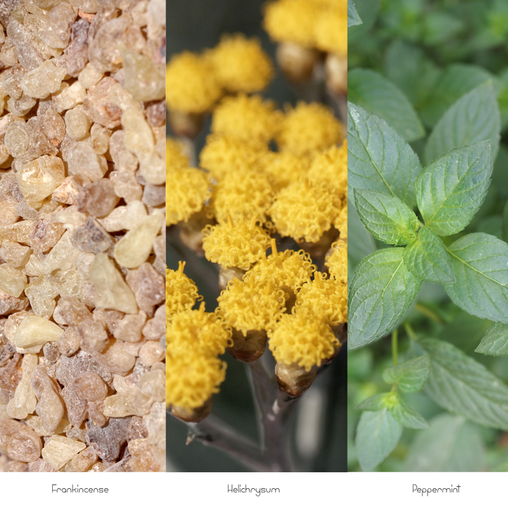 Botanical image featuring golden frankincense resin, bright yellow helichrysum flowers, and jojoba branches with silvery-green leaves and small flower buds.